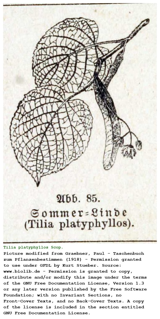Tilia platyphyllos Scop.